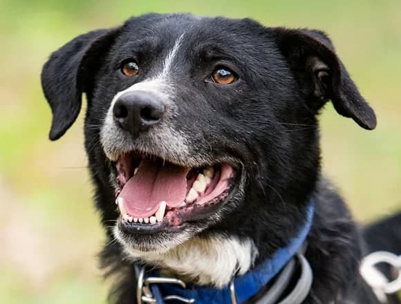 Luzak, male Mixed Breed for adoption at Schronisko dla Bezdomnych Zwierząt w Milanówku