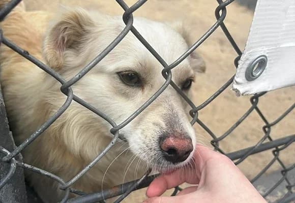 Milton, male puppy Mixed Breed for adoption at Schronisko dla Bezdomnych Zwierząt w Milanówku