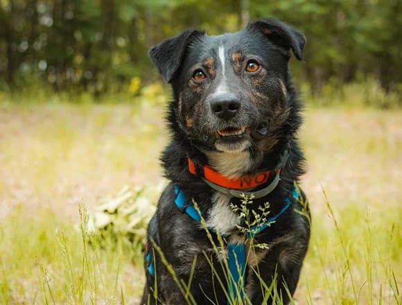 Bao, male Mixed Breed for adoption at Schronisko dla Bezdomnych Zwierząt w Milanówku