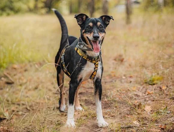 Fircyk, male Mixed Breed for adoption at Schronisko dla Bezdomnych Zwierząt w Milanówku