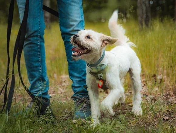 Caspi, male Mixed Breed for adoption at Schronisko dla Bezdomnych Zwierząt w Milanówku