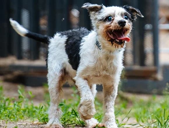 Pręcik, male senior Mixed Breed for adoption at Schronisko dla Bezdomnych Zwierząt w Milanówku