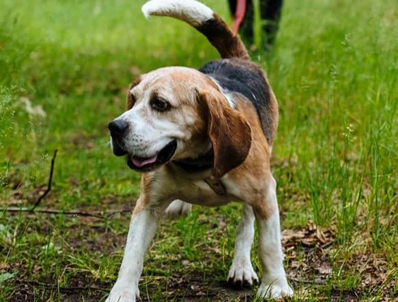 Gucio 3, male Mixed Breed for adoption at Schronisko dla Bezdomnych Zwierząt w Milanówku