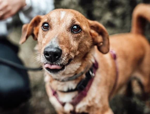 Feluś, senior Mixed Breed for adoption at Schronisko dla Bezdomnych Zwierząt w Milanówku