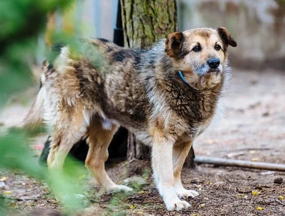 Otto, male Mixed Breed for adoption at Schronisko dla Bezdomnych Zwierząt w Milanówku