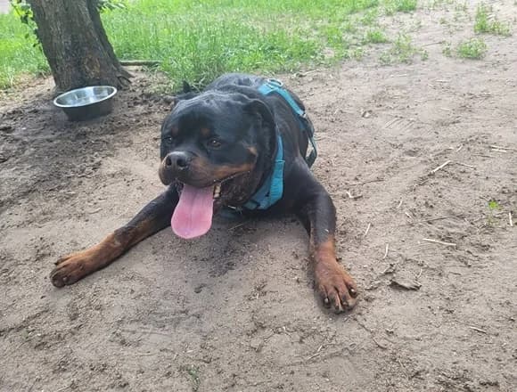 Orion, male Mixed Breed for adoption at Schronisko dla Bezdomnych Zwierząt w Milanówku