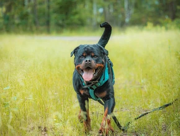 Orion, male Mixed Breed for adoption at Schronisko dla Bezdomnych Zwierząt w Milanówku