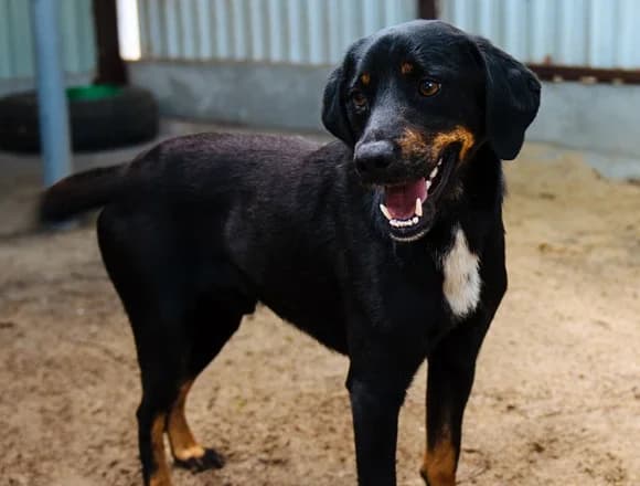 Hero, male Mixed Breed for adoption at Schronisko dla Bezdomnych Zwierząt w Milanówku
