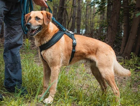 Ori, male 4yo Mixed Breed for adoption at Schronisko dla Bezdomnych Zwierząt w Milanówku