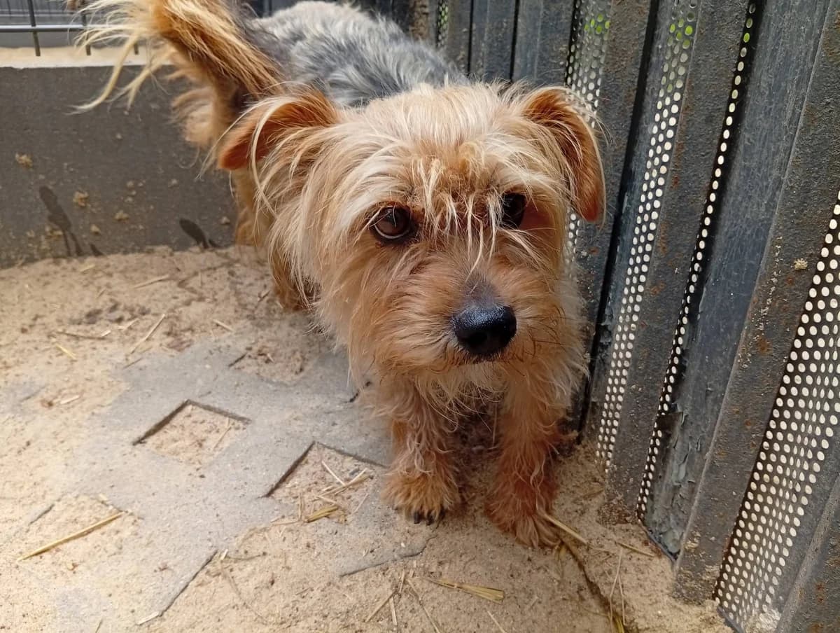 Bazyl, male Mixed Breed for adoption at Schronisko dla Bezdomnych Zwierząt w Milanówku