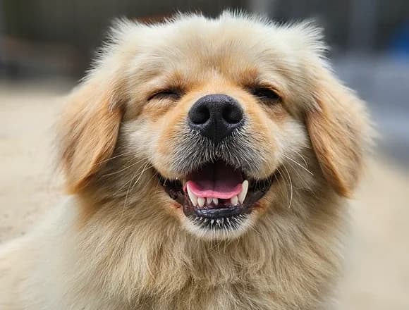 Koker, Mixed Breed for adoption at Schronisko dla Bezdomnych Zwierząt w Milanówku