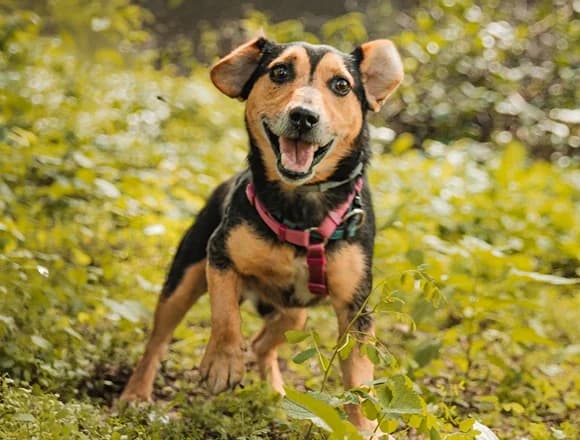 Kajtek, male Mixed Breed for adoption at Schronisko dla Bezdomnych Zwierząt w Milanówku