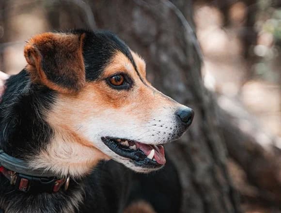Trampek, Mixed Breed for adoption at Schronisko dla Bezdomnych Zwierząt w Milanówku
