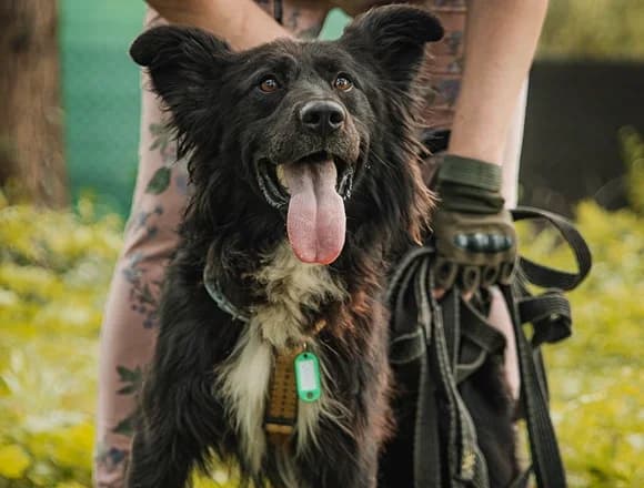 Klemens, male Mixed Breed for adoption at Schronisko dla Bezdomnych Zwierząt w Milanówku
