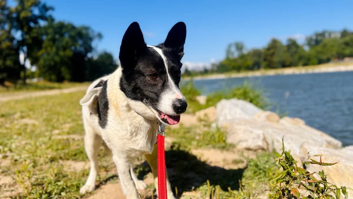 Bonita, 5yo Mixed Breed for adoption at Schronisko dla Zwierząt w Konradowej (Nysa)