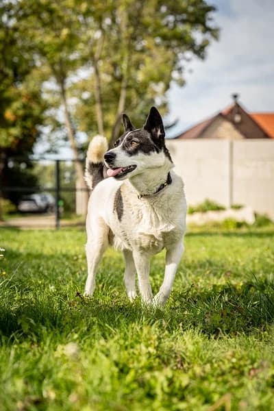 Bonita, 5yo Mixed Breed for adoption at Schronisko dla Zwierząt w Konradowej (Nysa)