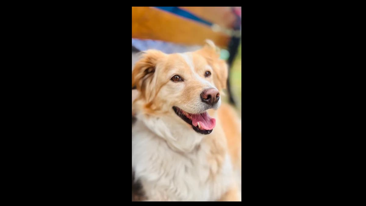 Frajda, 4yo Mixed Breed for adoption at Schronisko dla Zwierząt w Konradowej (Nysa)