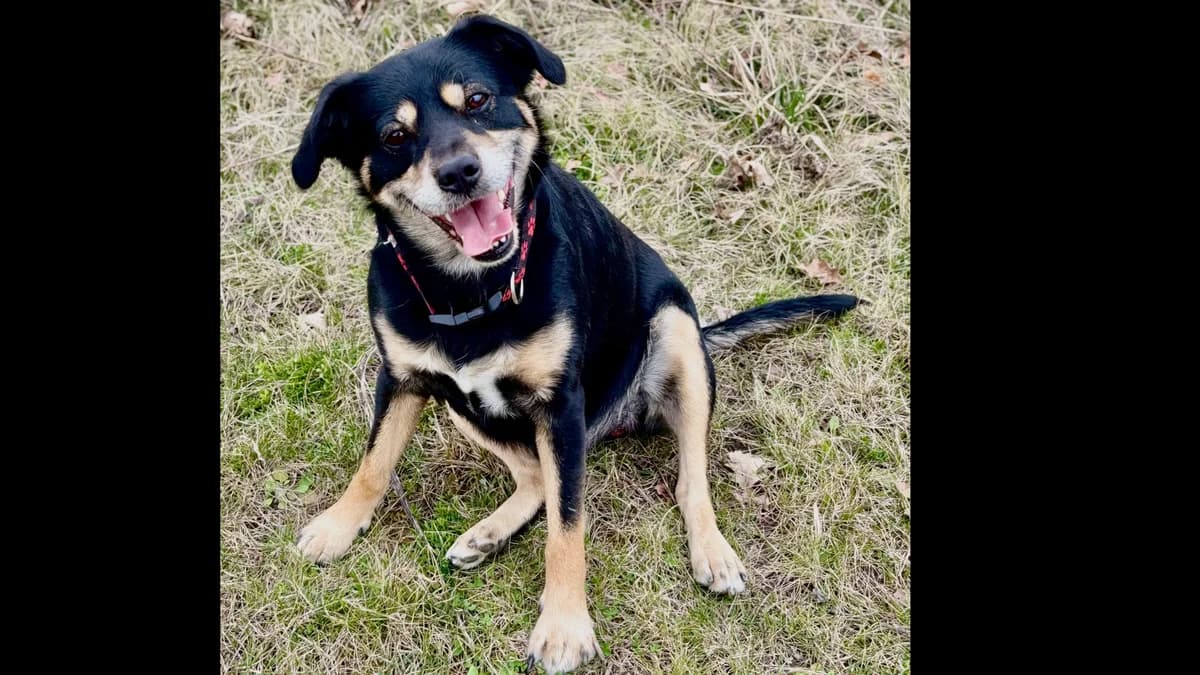 Julek, male 5yo Mixed Breed for adoption at Schronisko dla Zwierząt w Konradowej (Nysa)