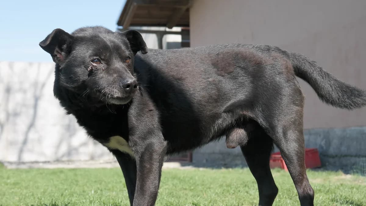 Niunio, male Mixed Breed for adoption at Schronisko dla Zwierząt w Konradowej (Nysa)