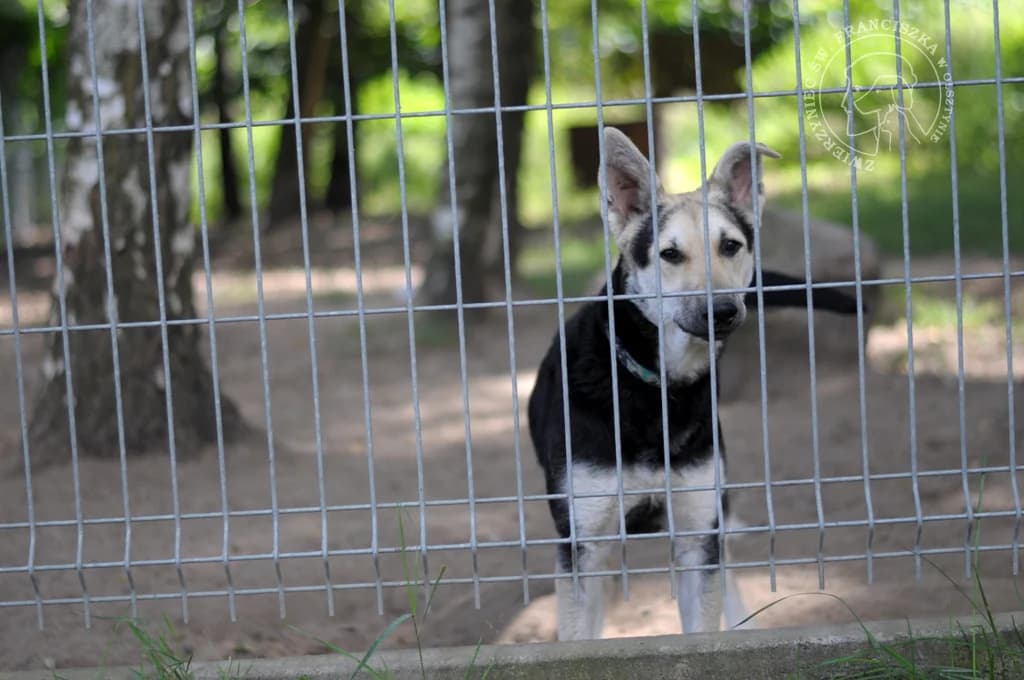 Fruga, female senior Mixed Breed for adoption at Schronisko dla Zwierząt w Olsztynie