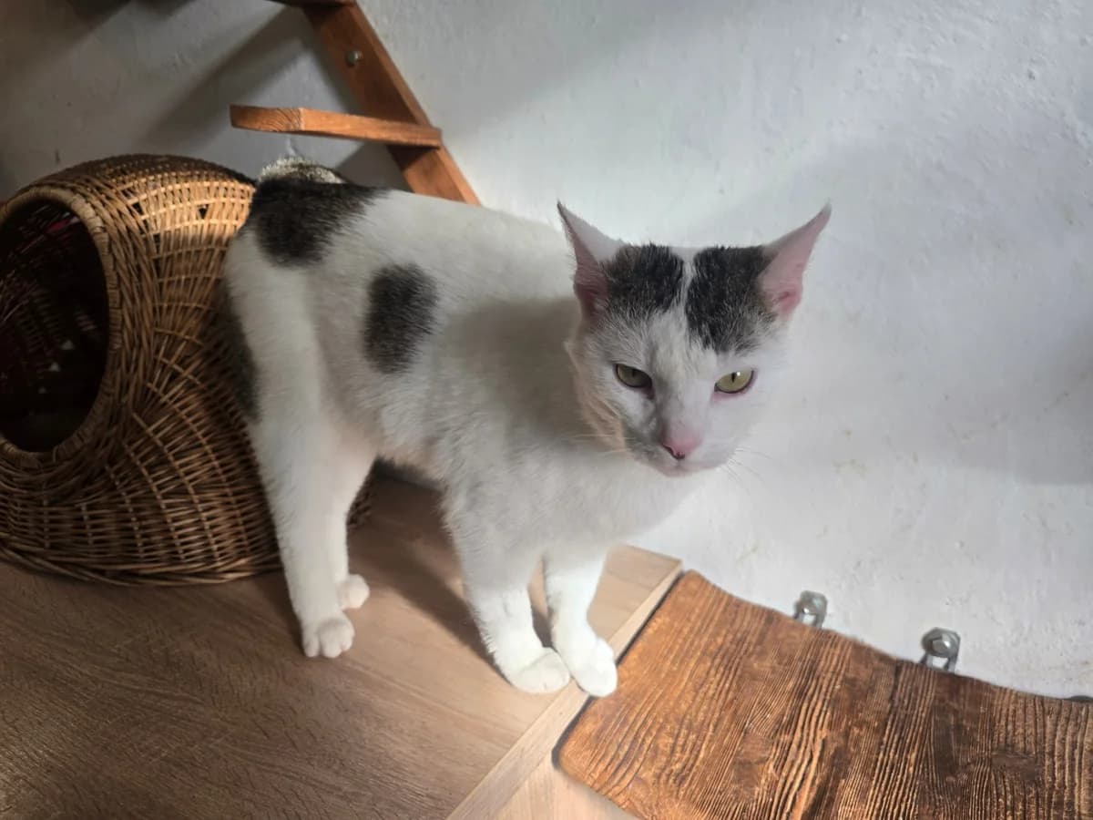 Filuś, female Mixed Breed for adoption at Schronisko Opole