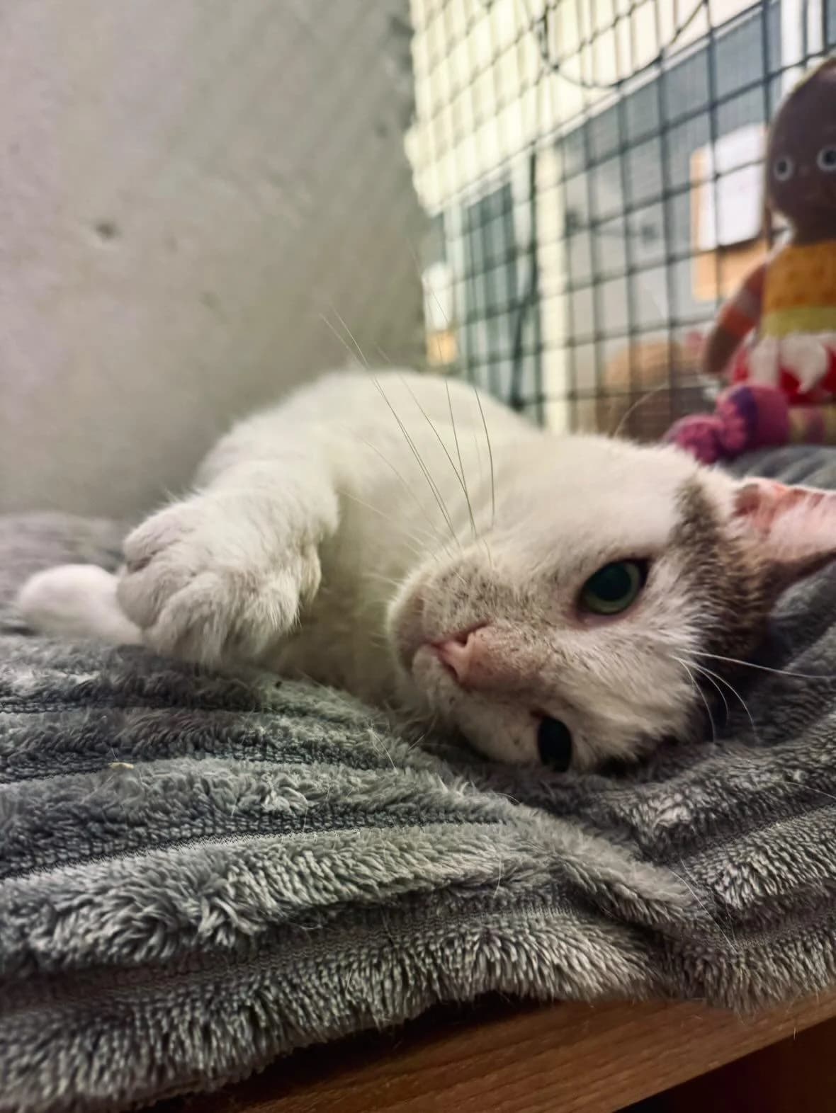 Pusio, female Mixed Breed for adoption at Schronisko Opole