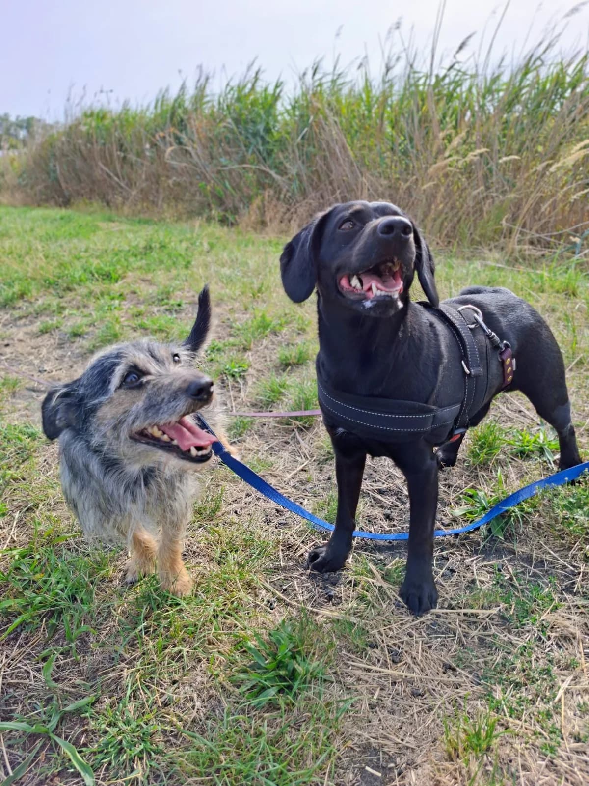 Rocky I Nero, female Mixed Breed for adoption at Schronisko Opole