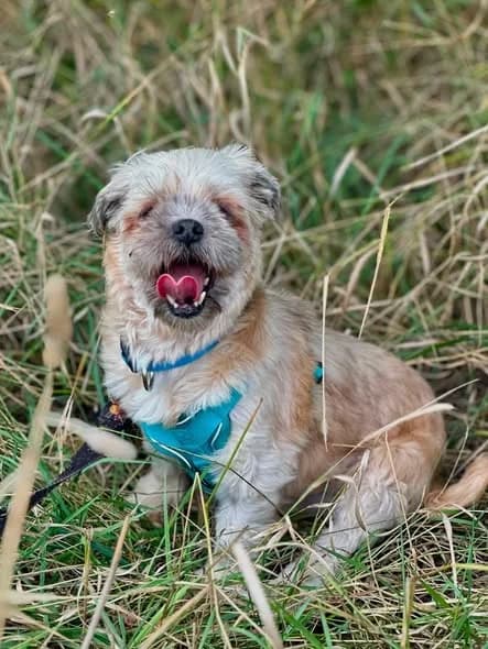 Trudzia, female Mixed Breed for adoption at Schronisko Opole