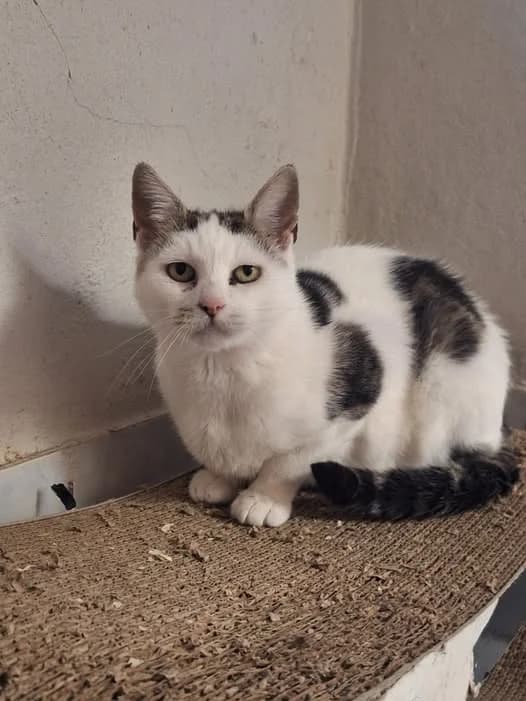 Michalina, female Mixed Breed for adoption at Schronisko Opole