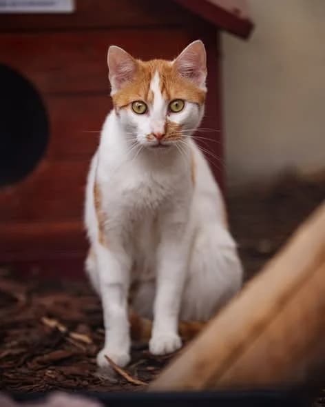 Orion, female Mixed Breed for adoption at Schronisko Opole