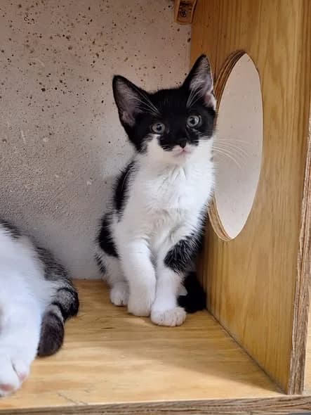 Zosia I Zuzia, female Mixed Breed for adoption at Schronisko Opole
