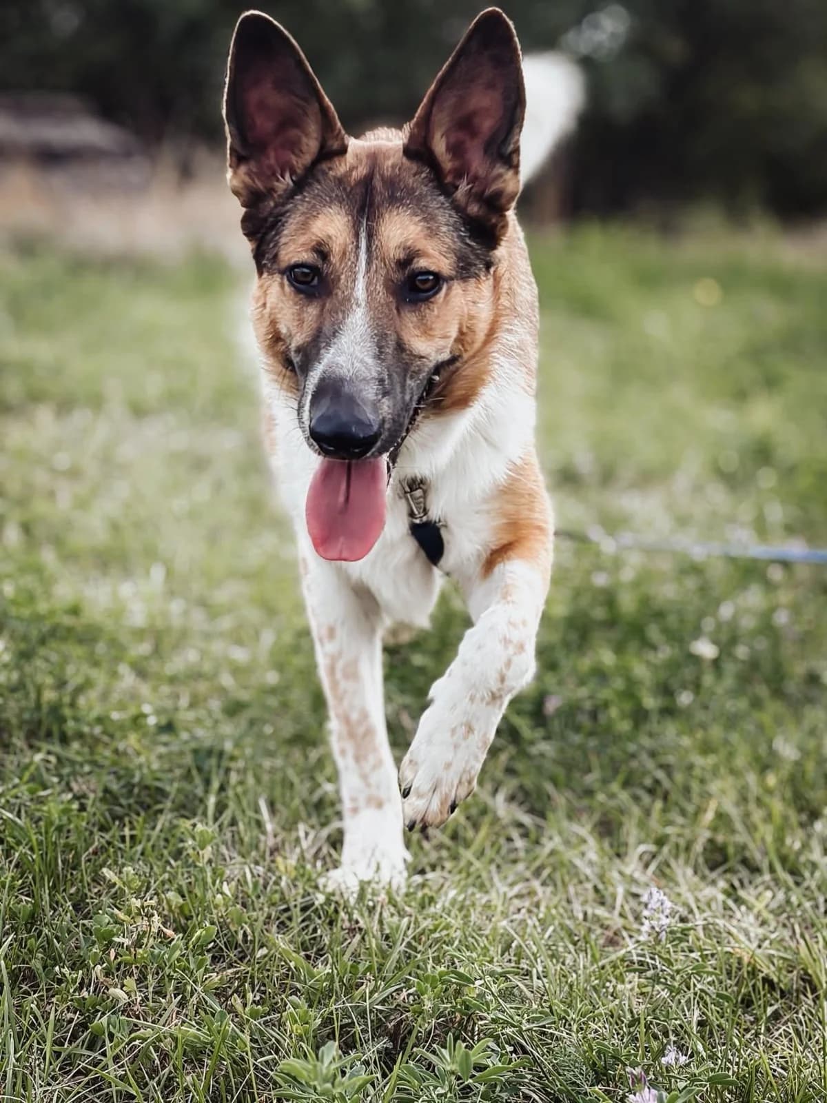Gump, female 4yo Mixed Breed for adoption at Schronisko Opole