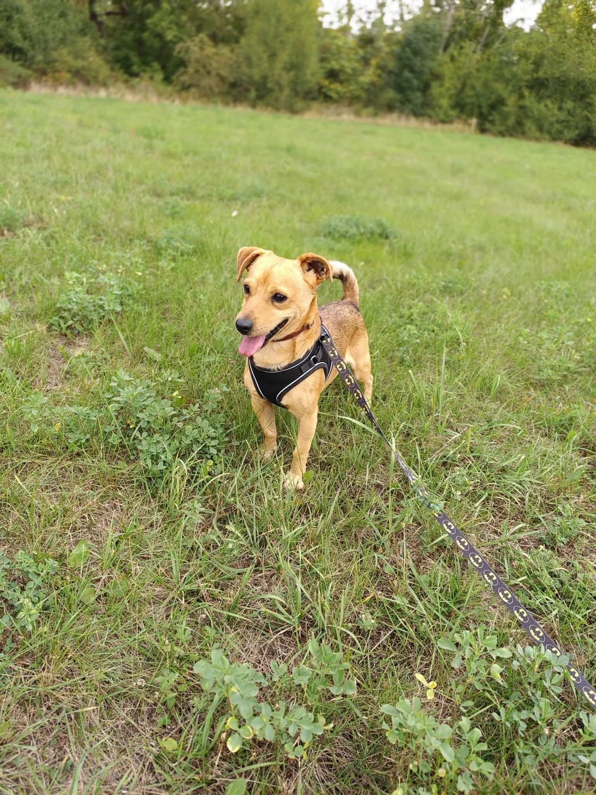 Lars, male Mixed Breed for adoption at Schronisko Opole