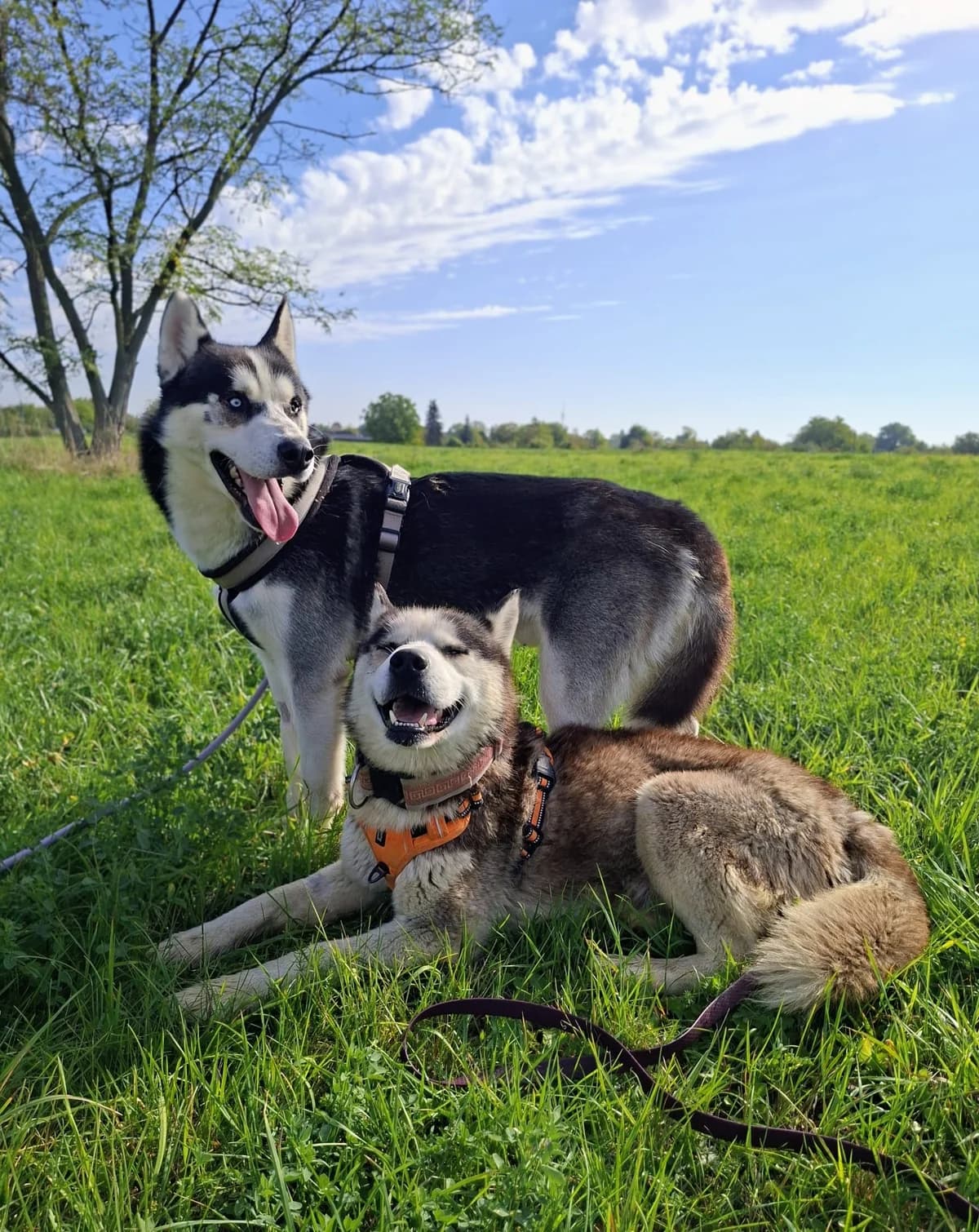Piegus I Pirat, male 4yo Mixed Breed for adoption at Schronisko Opole