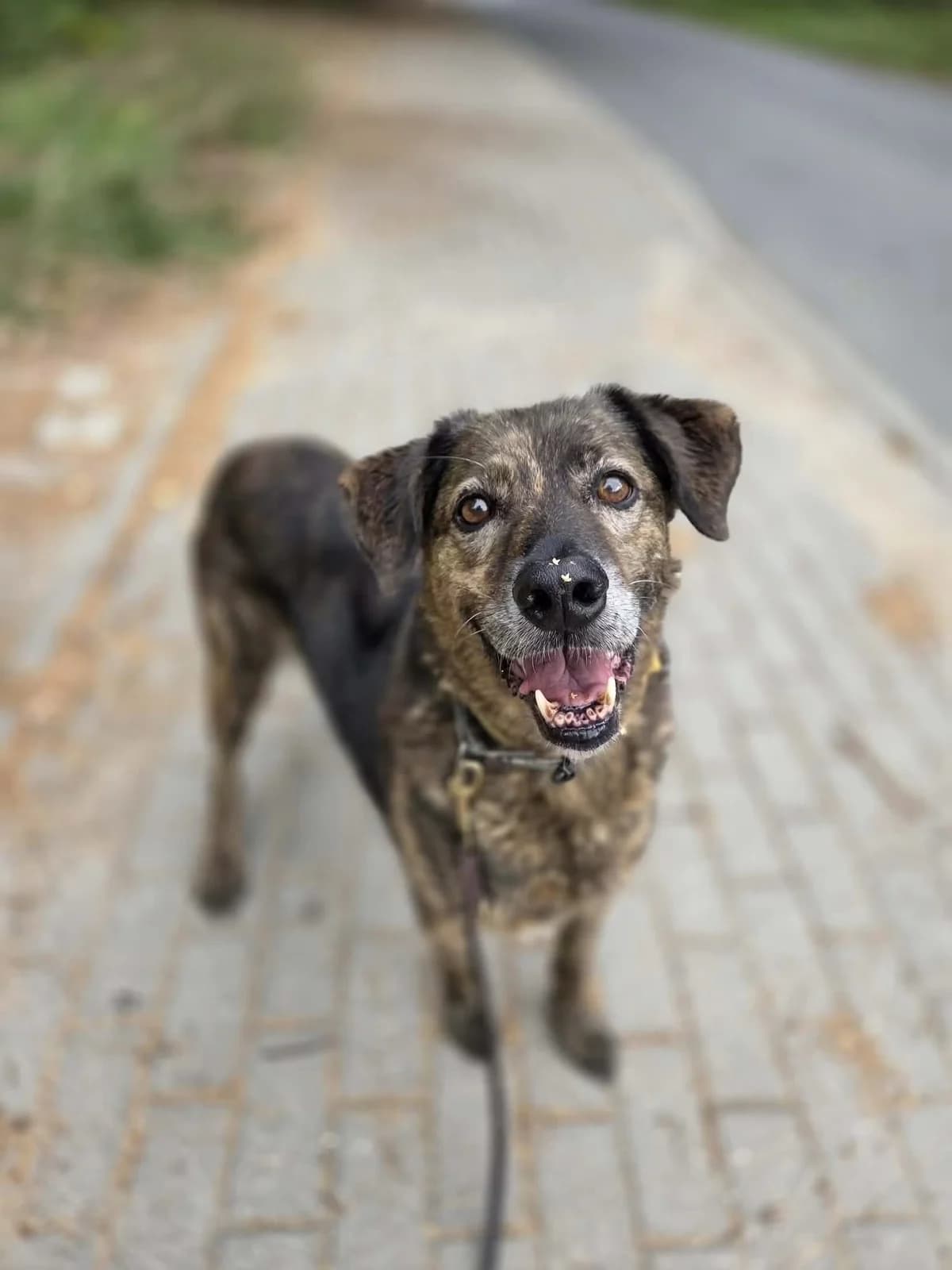 Nie każdy od razu ufa. Siata potrzebuje kogoś, kto poczeka🥺, Mixed Breed for adoption at Schronisko dla zwierząt w Ostródzie
