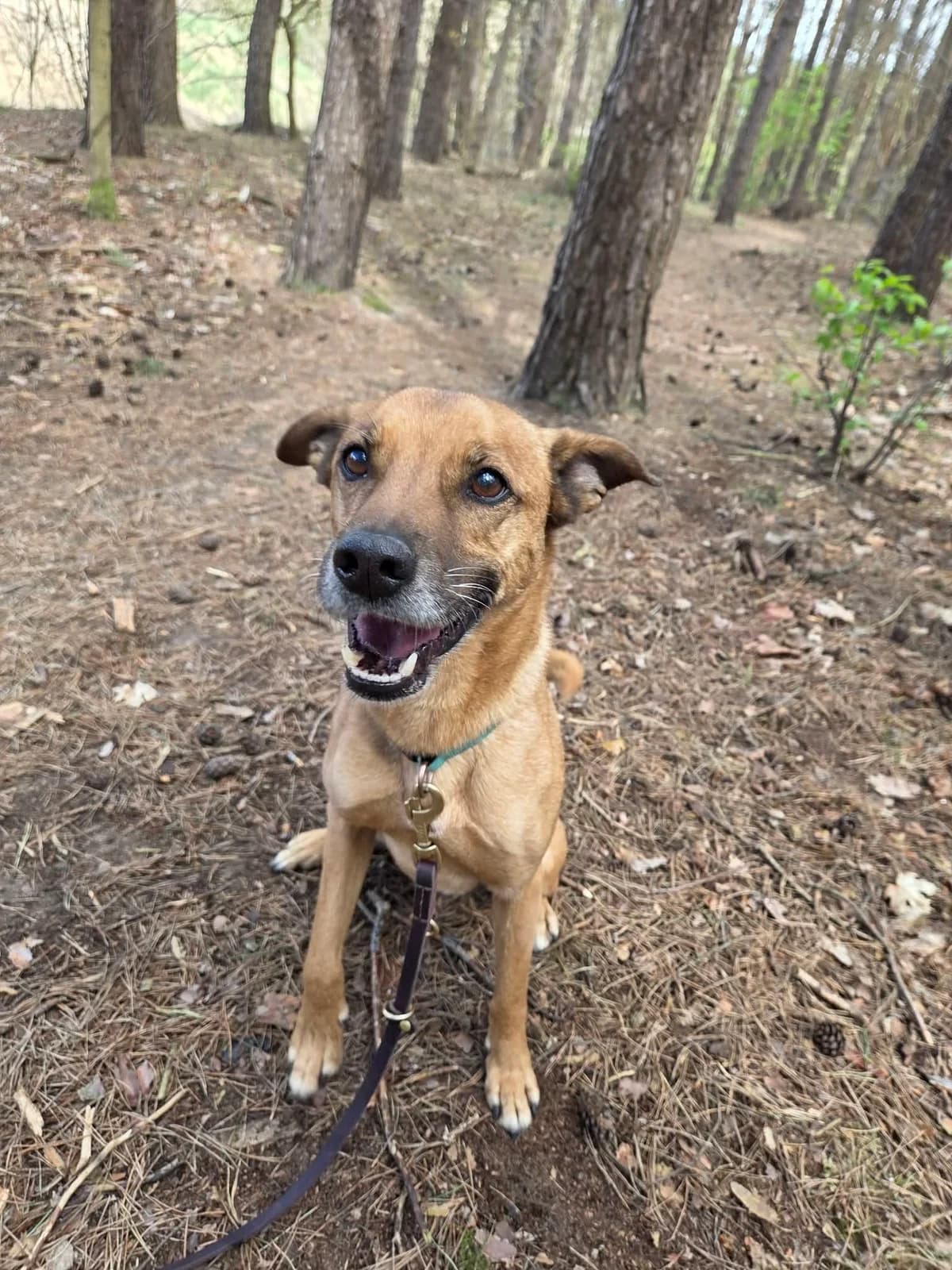 Biszkopt, male 5yo Mixed Breed for adoption at Schronisko dla zwierząt w Ostródzie