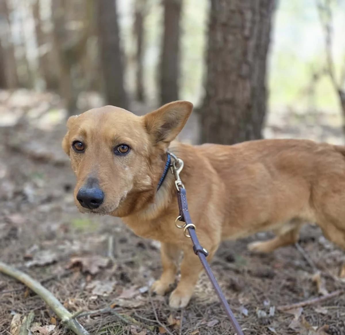 Budyń, male 5yo Mixed Breed for adoption at Schronisko dla zwierząt w Ostródzie