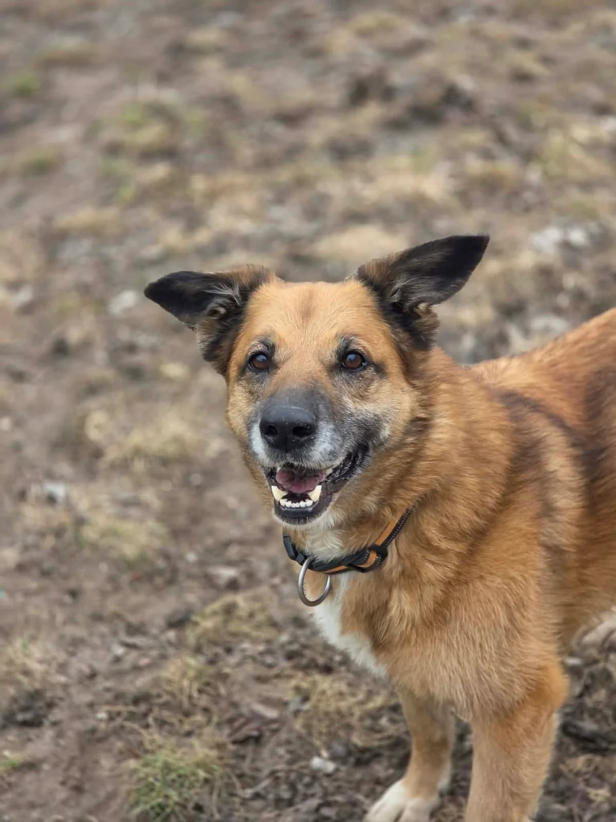 Sonia, female Mixed Breed for adoption at Schronisko dla zwierząt w Ostródzie