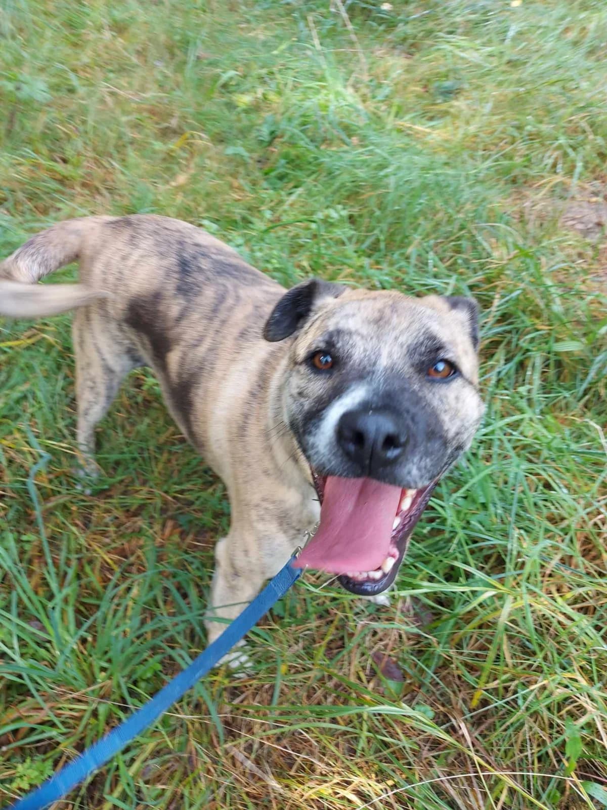 Dino, male 5yo Mixed Breed for adoption at Schronisko dla zwierząt w Ostródzie