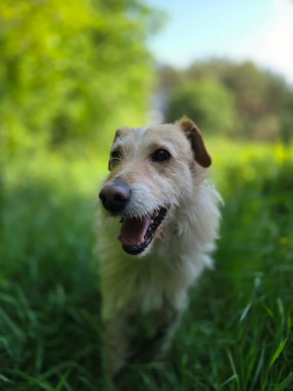 Szyldek, male 6yo Mixed Breed for adoption at Schronisko dla zwierząt w Ostródzie