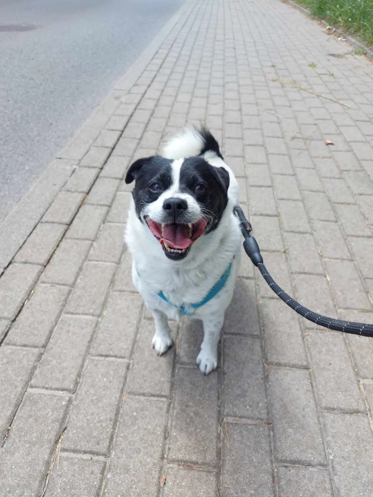 Pulpet, male Mixed Breed for adoption at Schronisko dla zwierząt w Ostródzie