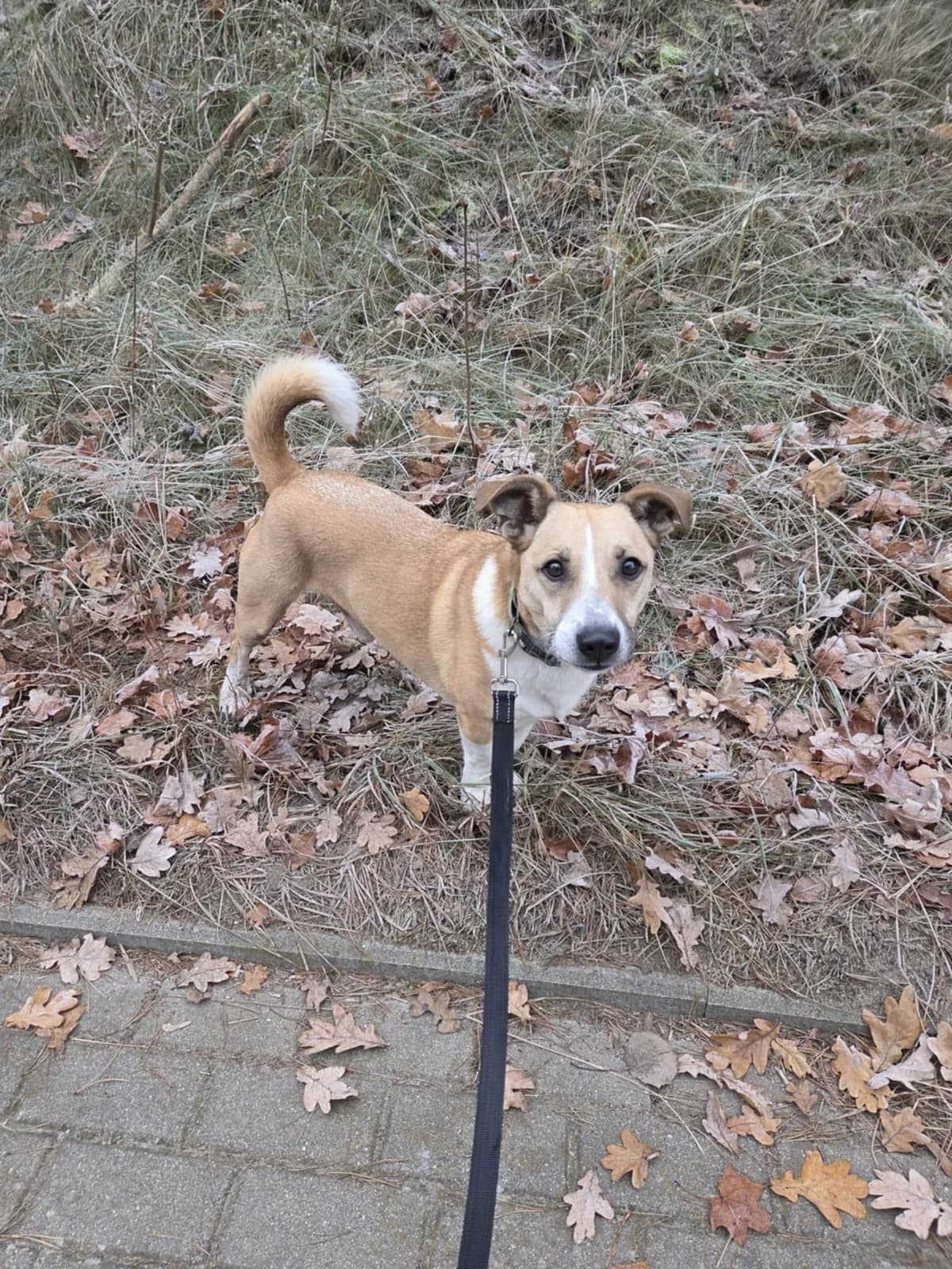 Borys, male Mixed Breed for adoption at Schronisko dla zwierząt w Ostródzie