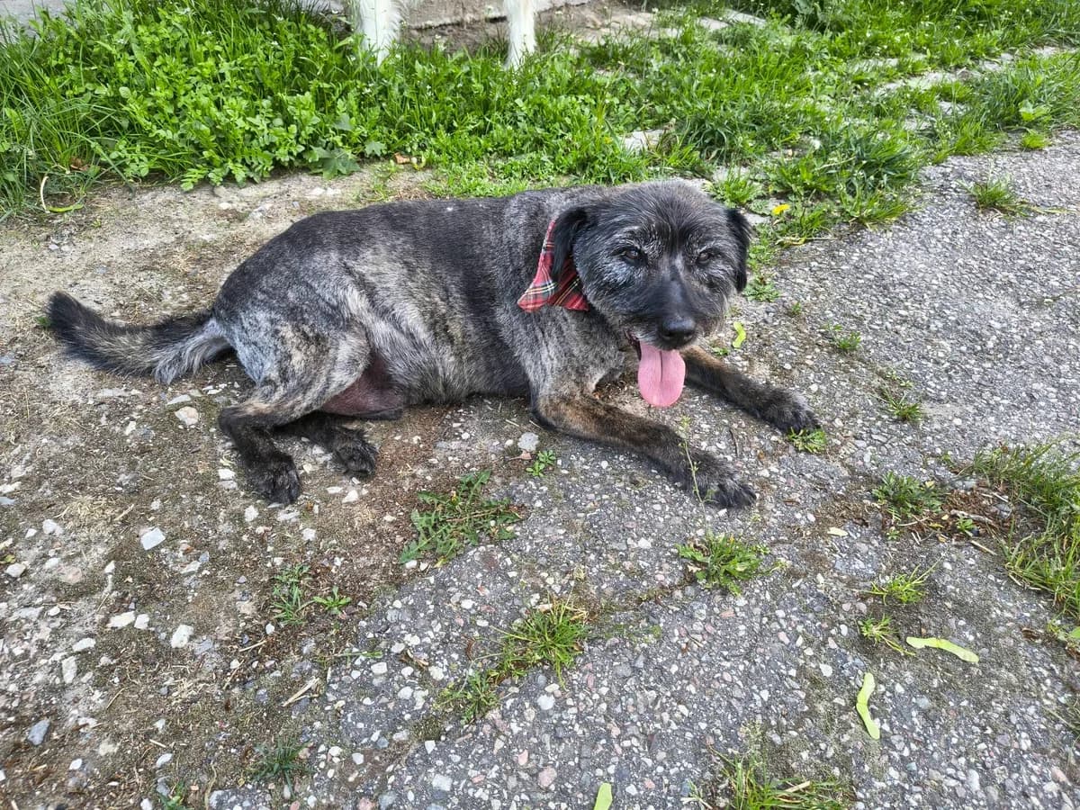 Baranek, Mixed Breed for adoption at Schronisko dla zwierząt w Ostródzie