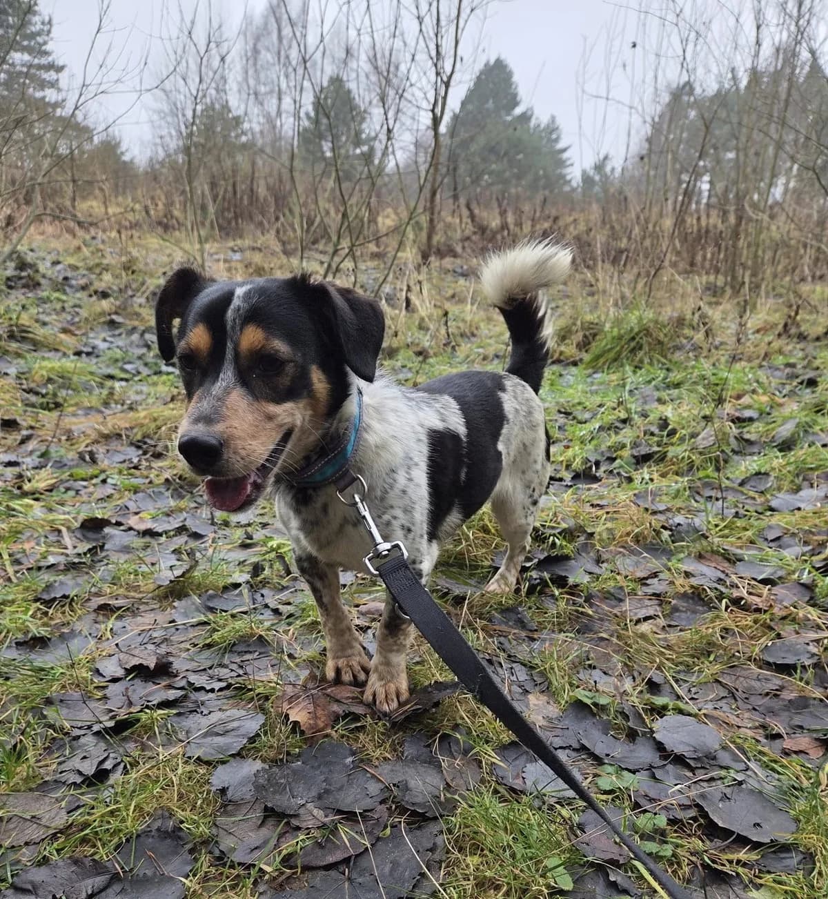 Raptus, male young Mixed Breed for adoption at Schronisko dla zwierząt w Ostródzie