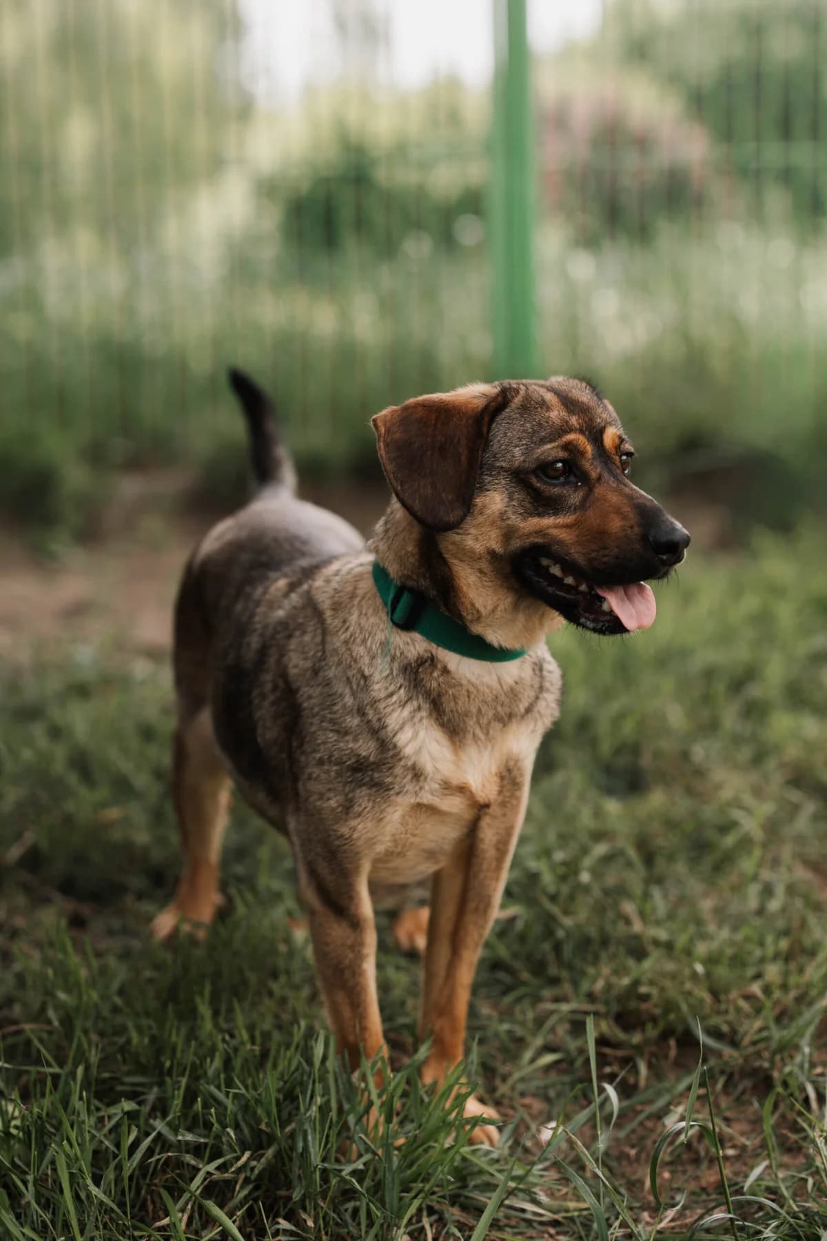 Bella, female young Mixed Breed for adoption at Schronisko dla zwierząt w Ostródzie