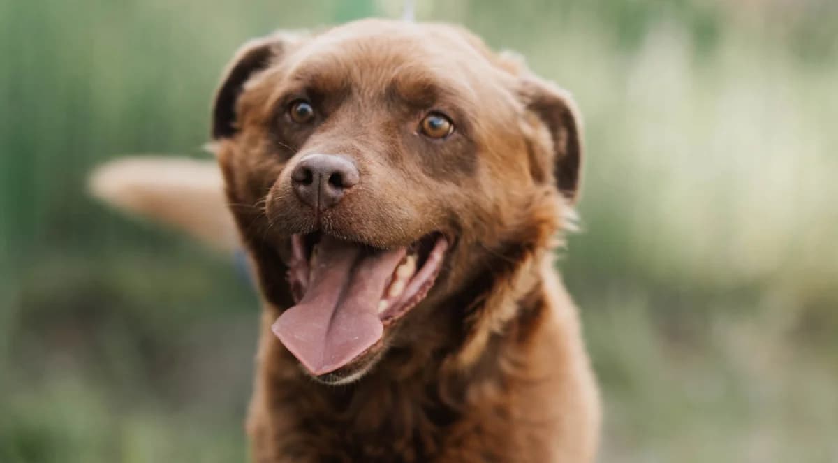 Czoko, Mixed Breed for adoption at Schronisko dla zwierząt w Ostródzie