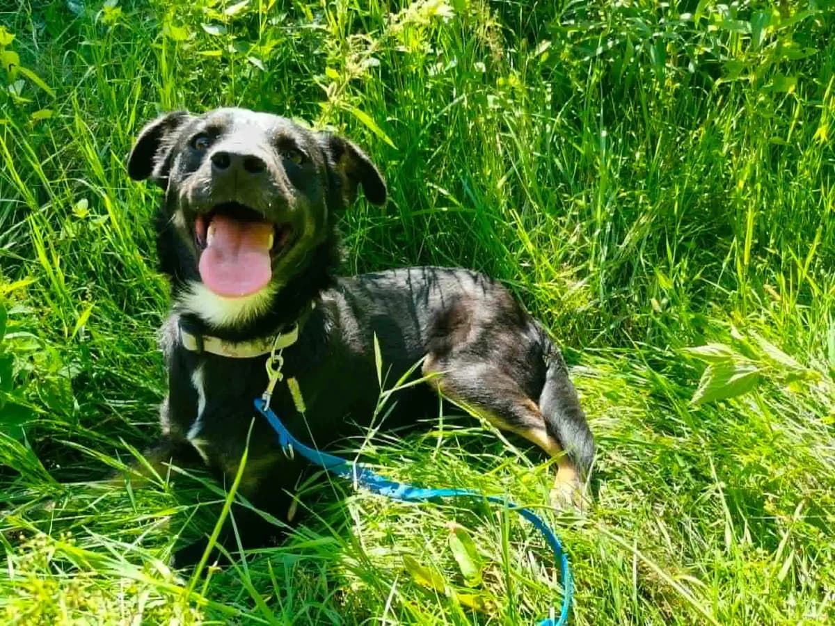 Kala, female young Mixed Breed for adoption at Schronisko dla zwierząt w Ostródzie