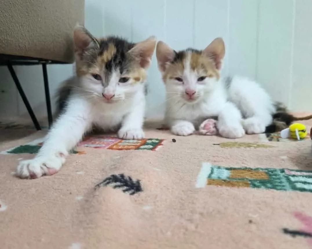 Kira i Nela, Mixed Breed for adoption at Schronisko dla zwierząt w Ostródzie