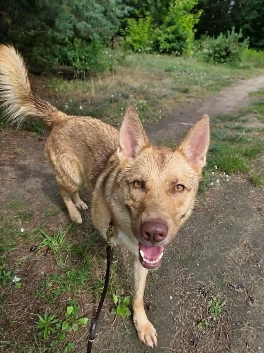 Tajga, female young Mixed Breed for adoption at Schronisko dla zwierząt w Ostródzie