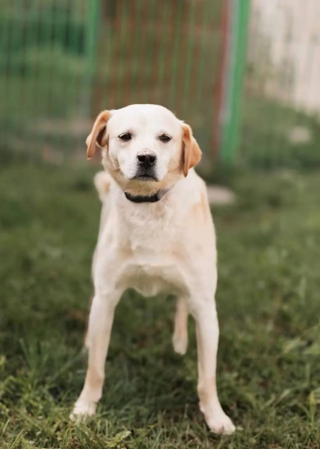 ROCKY, male 6yo Mixed Breed for adoption at Schronisko dla zwierząt w Ostródzie